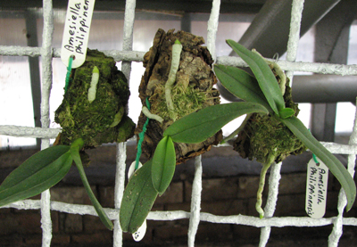 Amesiella philippinensis.jpg