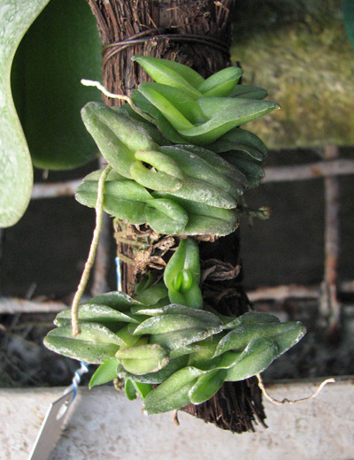 Epidendrum schlechterianum.jpg