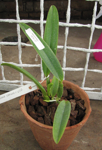 Cattleya percivaliana carnea x SELF.jpg