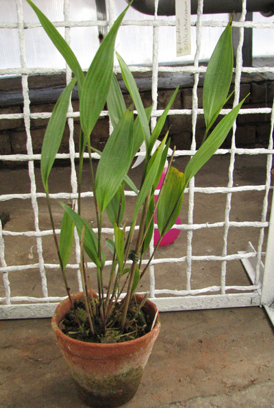 Sobralia crocea.jpg