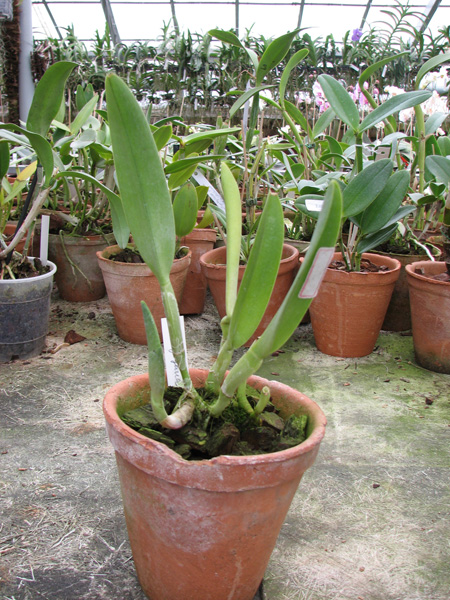 Rhyncholaelia digbyana x sib.jpg