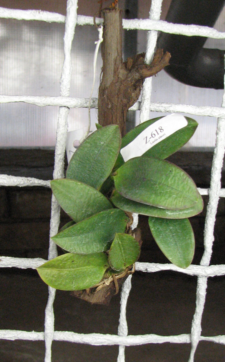 Laelia alaori escura II x Laelia alaori escura I.jpg