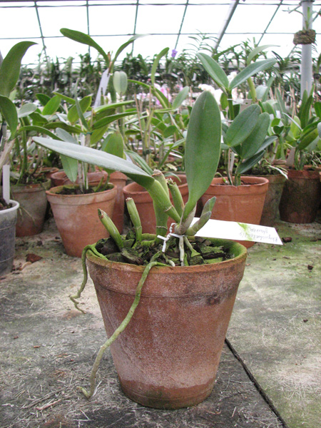 Rhyncholaelia glauca.jpg