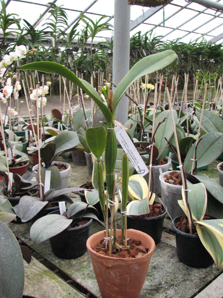 Cattleya skinneri.jpg