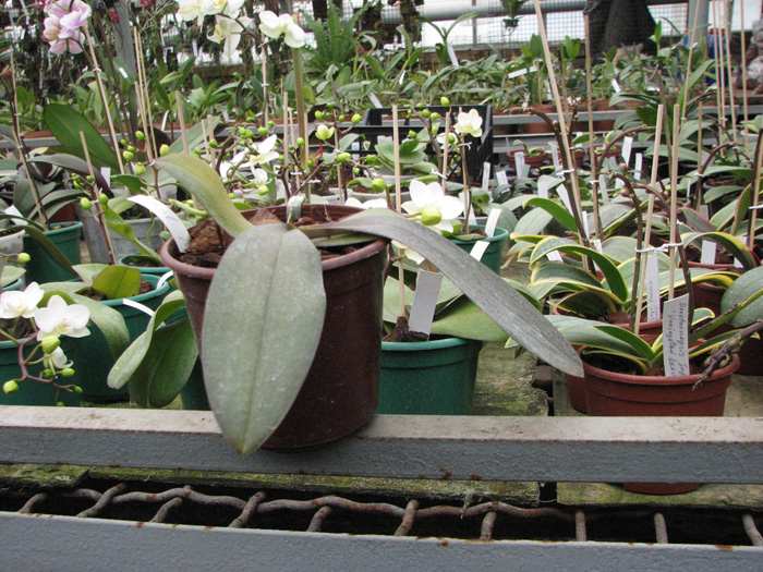 Phalaenopsis Mini Mark 'Maria Teresa'.jpg