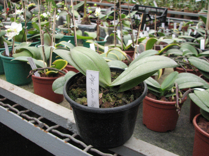 Doritaenopsis Siam Treasure 'Blue'.jpg