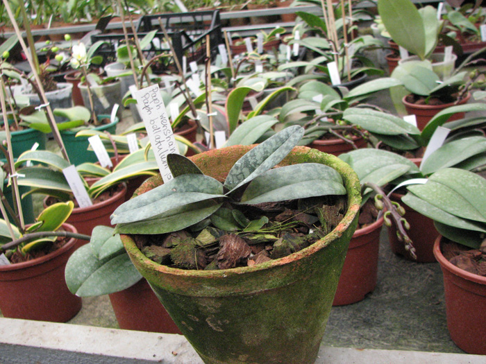 Paphiopedilum wenshanense 'Hsiao' x Paphiopedilum bellatulum 'Good Dorsal'.jpg