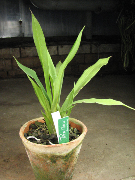 Chondroscaphe flaveola.jpg