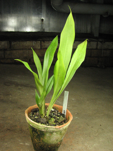 Chaubardiella heteroclita.jpg