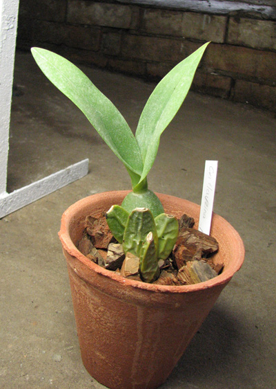 Cuitlauzina pendulum.jpg