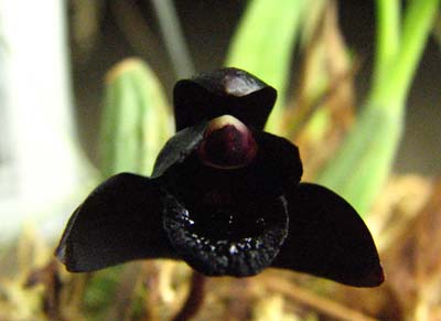 Maxillaria schunkeana1.jpg