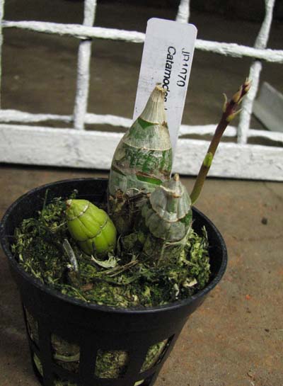 Catamodes Jumbo Riot 'Sunrise'.jpg