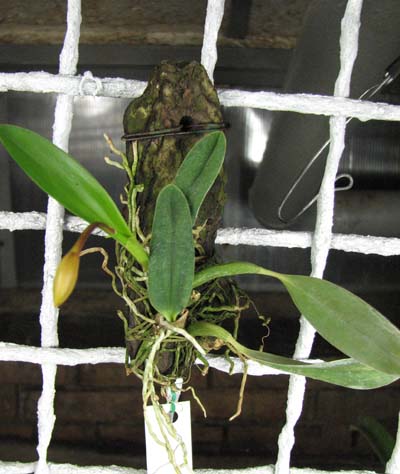 Sophronitis bicolor 'Ebani' x Sophronitis bicolor 'Munhol'.jpg