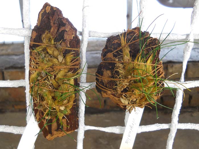 Isabelia virginalis.jpg