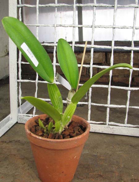 Cattleya gaskelliana coerulea ('Aida' x 'Alexis') x SELF.jpg