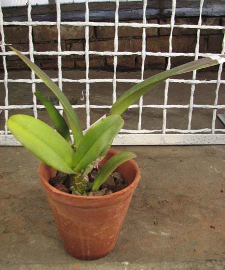 Cattleya percivaliana 'Alberts' (original) (02-6) x Cattleya percivaliana.jpg
