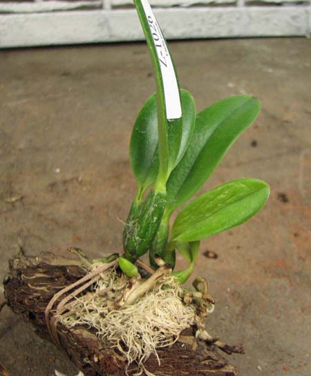 Laelia pumila alba 'HI' х Laelia pumila coerulea 'Violeta'.jpg