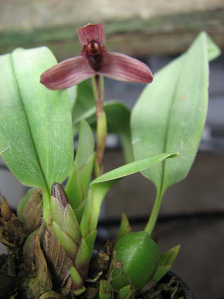Maxillaria grandimentum1.jpg