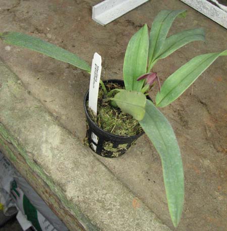 Maxillaria grandimentum.jpg