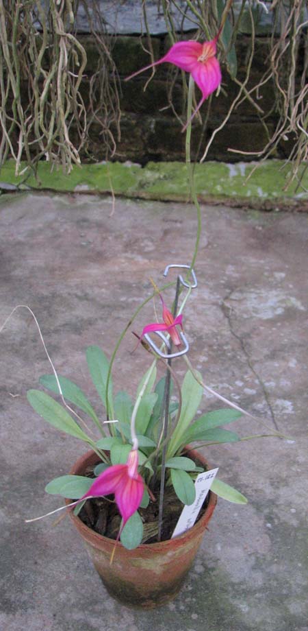 Masdevallia barlaeana1.jpg