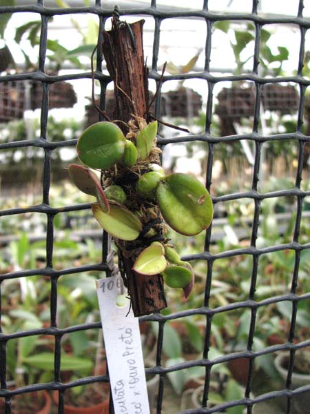 Sophronitis brevipedunculata 'Ouro Branco' x brevipedunculata 'Ouro Preto'.jpg