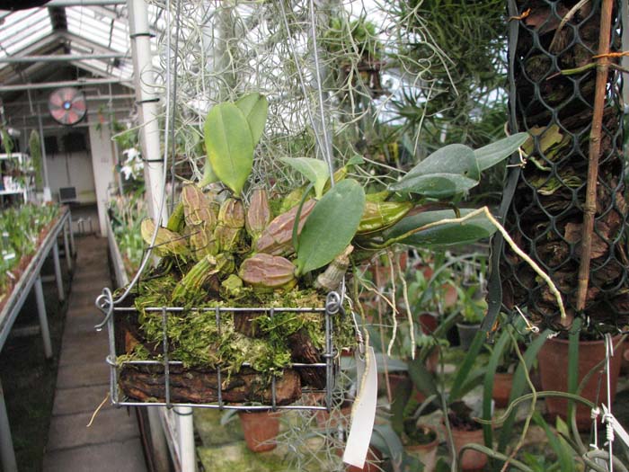 Dendrobium aggregatum.jpg