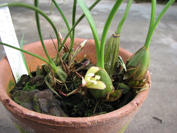 Maxillaria chrysantha.jpg
