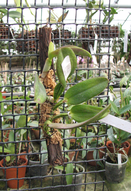 Laelia alaori suave 'Binot' x Cattleya luteola 'Big Star'.jpg