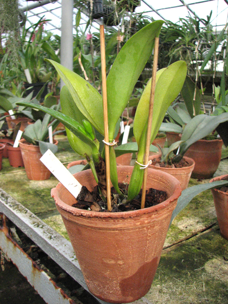 Potinara Little Toshie 'Yellow Rose' (#37).jpg