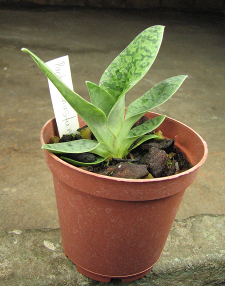 Paphiopedilum venustum alba.jpg