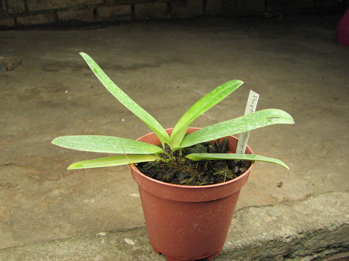 Paphiopedilum charlesworthii.jpg