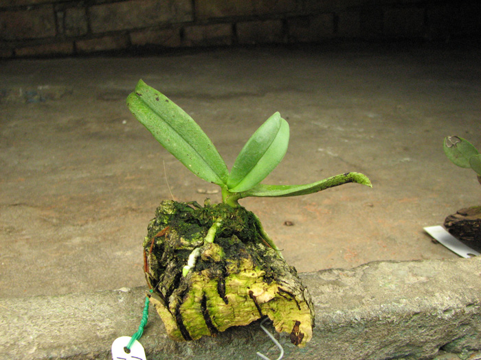 Только наклюнулся цветонос