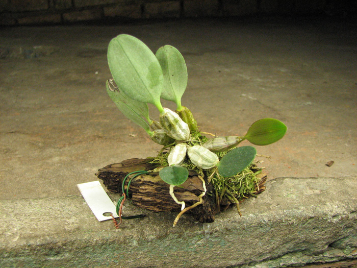 Dendrobium jenkinsii.jpg