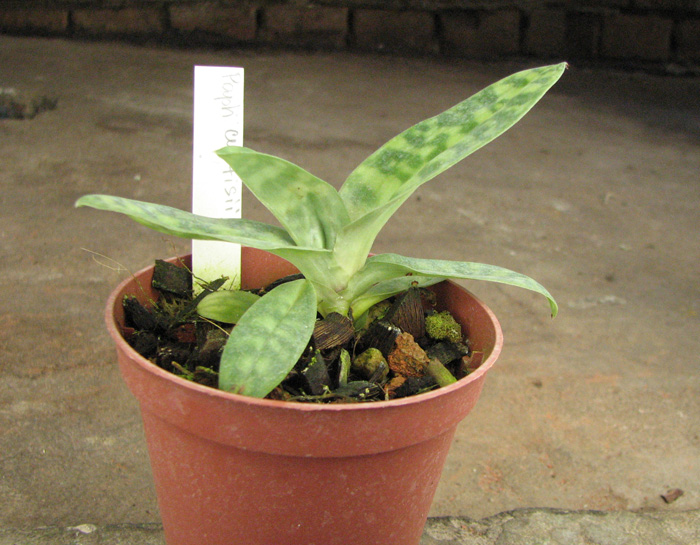 Paphiopedilum curtisii.jpg