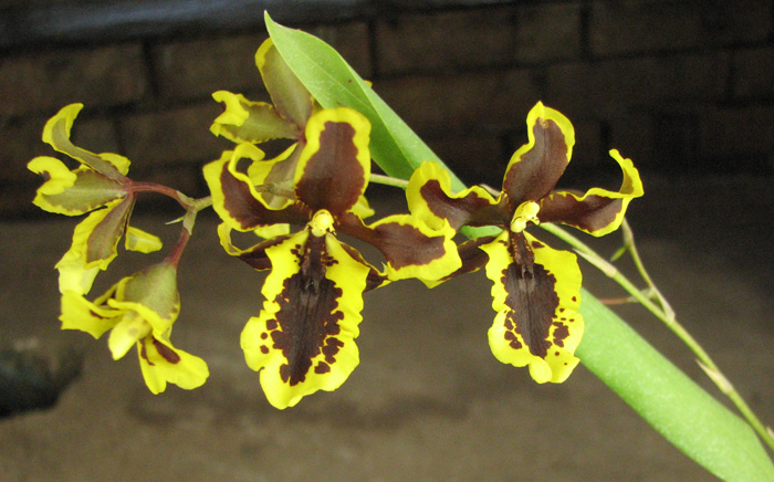 Bapticidium Hwuluduen Wasp 'Queen Bee'.jpg