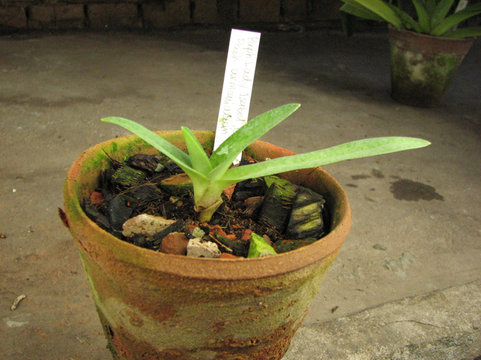 Paphiopedilum Lady Isabel 'Cooperation' x Paphiopedilum armeniacum 'From GV'.jpg