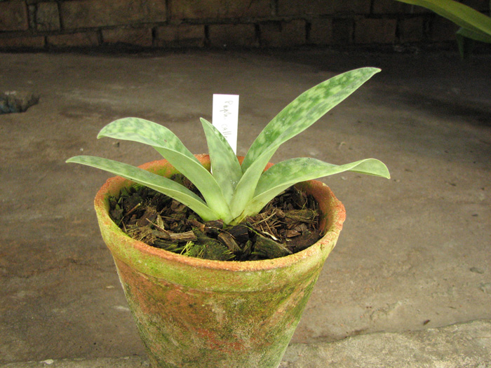 Paphiopedilum callosum var vinicolor 'Daya' x sib 'Huei'.jpg