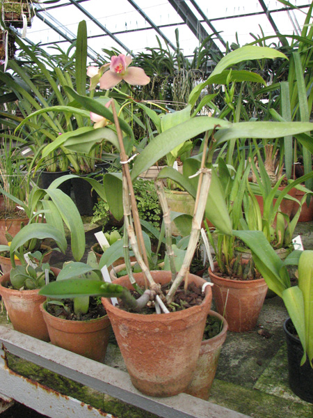 Cattleya intermedia aquinii x Cattleya walkeriana.jpg