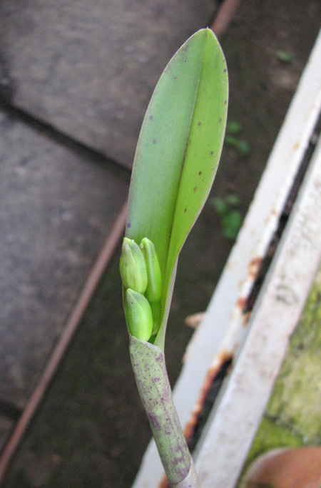 Cattleya intermedia aquinii x Cattleya walkeriana.jpg