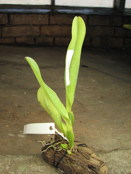 Cattleya dowiana rosea x self.jpg