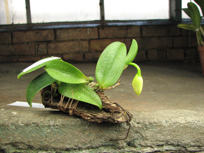 Laelia alaori alba 'Snow Flakes' x Laelia alaori alba 'SC'.jpg