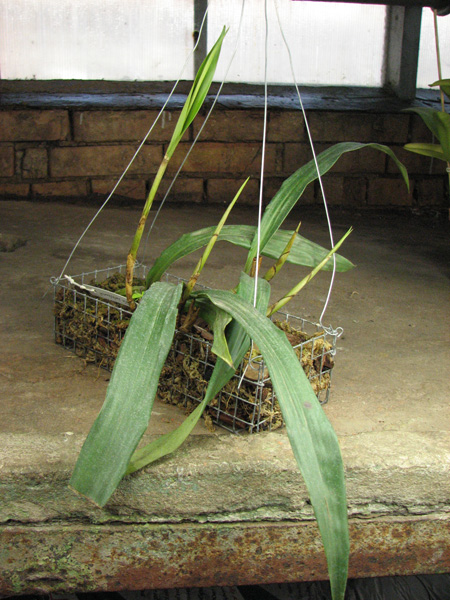 Coelogyne cristata var hololeuca.jpg