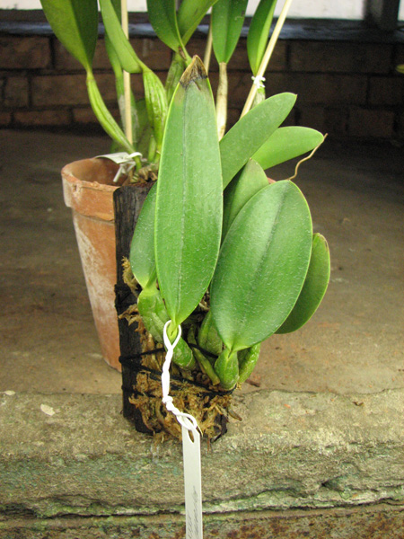 Laelia sincorana XXXX x Laelia sincorana coerulea.jpg