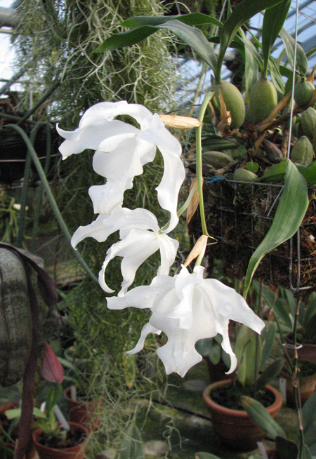 Coelogyne cristata var hololeuca.JPG