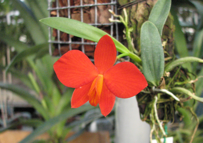 Sophronitis bicolor 'Ebani' x Sophronitis bicolor 'Munhol'.jpg