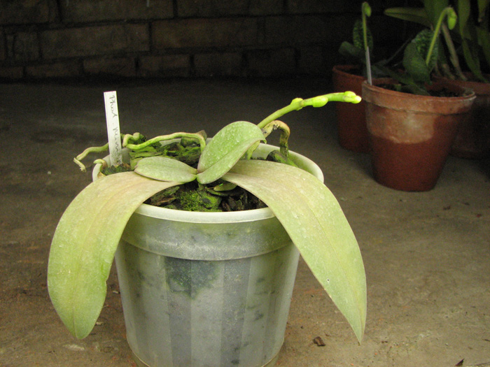 Phalaenopsis Mini Mark 'Maria Teresa.jpg