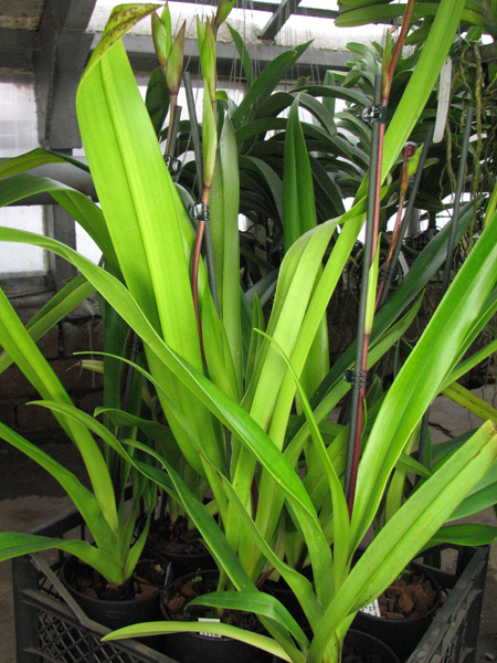 Phragmipedium Living Fire.jpg