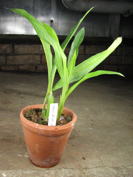Zygopetalum 'Rhein Blue Angel'.jpg