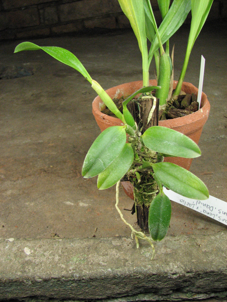 Laelia praestans 'Lena' x Laelia praestans 'Daniel'.jpg