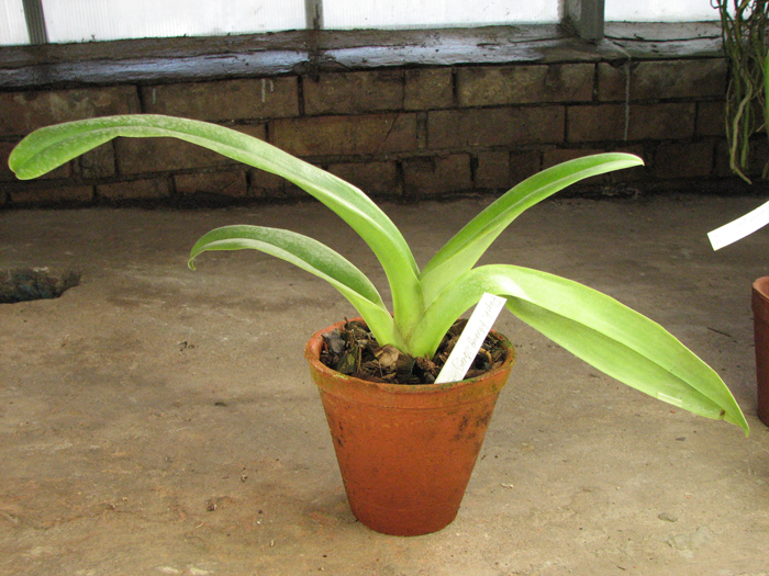 Paphiopedilum Hung Sheng Curet × Enzan Fruit.jpg